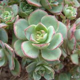 Aeonium haworthii (Masca, Tenerife, Canary Islands) (unrooted cuttings - boutures non racinées)